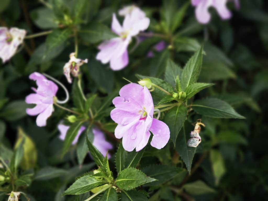 花花草草~